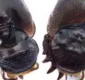 
                  Cientistas criam besouro com terceiro olho no topo da cabeça