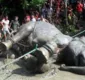 
                  Elefante morre de exaustão após viajar para fugir de inundações