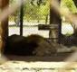 
                  Crise: Animais morrem de fome em zoológico na Venezuela