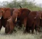 
                  Com caça ilegal, população de elefantes na África cai 20%