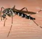 
                  Cientistas concluem que pernilongo comum não transmite vírus Zika