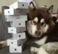 
                  Chinês excêntrico compra oito iPhones 7s para a sua cadela