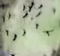 
                  Americano pode ter contraído zika pelo suor e lágrima de paciente