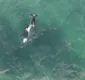
                  Drone flagra homem nadando com orca em baía da Nova Zelândia