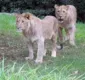 
                  Zoológico é evacuado após fuga de leões
