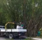 
                  Operação de poda deve retirar 20 toneladas de plantas no bambuzal