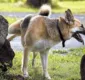 
                  Demarcação de território: saiba por que o seu cão insiste
