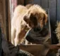 
                  'Quatro vidas de um cachorro' tem estreia positiva nos EUA