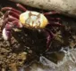 
                  Captura do caranguejo-uçá é proibida na Bahia e em outros estados