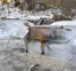 
                  Imagem impressionante mostra raposa congelada dentro de gelo