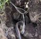 
                  Registro científico de tarântula comendo cobra é do Brasil