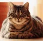 
                  Saiba como lidar com a obesidade em gatos