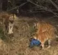 
                  Homem morre ao ser atacado por um tigre em zoológico