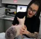 
                  Homem tatua gato de estimação e causa revolta na web