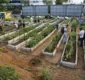 
                  Horta urbana: Terreno baldio vira espaço para mudas na Pituba