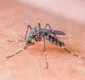 
                  Vírus zika e microcefalia: veja 6 mitos que cercam a doença