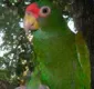 
                  Descoberta espécie de papagaio amazônico que imita sons de gavião