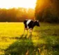 
                  Vacas produzem anticorpos capazes de impedir infecção por HIV