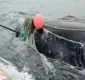 
                  Pescador é morto por baleia pouco depois de salvar animal da rede