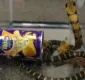
                  Homem é preso por traficar cobras em pacotes de batata frita