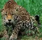 
                  Mais de 300 animais estão em ameaça de extinção na Bahia