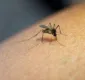 
                  Nova evidência sugere que mosquito comum pode transmitir zika