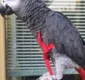 
                  Papagaio faz compra online imitando a voz da dona