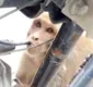 
                  Macaco viciado em gasolina ataca motos; veja vídeo