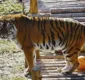 
                  Tigre ataca treinadora em zoológico na frente de visitantes