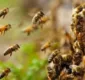 
                  Irmãos picados por abelha recebem alta e são levados por Conselho