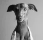 
                  Cachorro galgo italiano é roubado na Feira de São Joaquim; veja