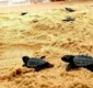 
                  Alerta de fofura! Tartarugas marinhas são soltas na Barra