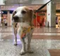 
                  Cachorro se perde do dono e shopping faz campanha para ajudar