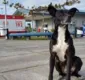 
                  Cachorro que esperava dono em porta de hospital morre atropelado