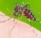 
                  Dengue já matou 77 pessoas no Brasil este ano