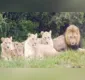 
                  Caçadores são devorados por leões em reserva ambiental