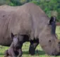 
                  Caçadores matam rinoceronte por apenas um centímetro de chifre