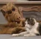 
                  'Alf, o Eteimoso' vai ganhar novos episódios