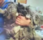 
                  Gato abandonado é encontrado com mais 10kg de pelo no corpo
