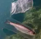 
                  Peixe é flagrado 'nadando' preso em luva de plástico