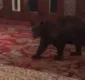 
                  Urso invade recepção de hotel e viraliza; veja vídeo