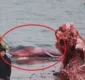 
                  Brasil é palco de embate entre preservação e morte das baleias
