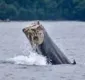 
                  Baleia jubarte é encontrada nadando sem a cauda; veja vídeo