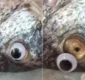 
                  Vendedor põe olho falso em peixe para deixar produto mais fresco