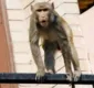 
                  Idoso é morto após ser atingido por tijolos lançados por macacos