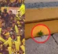 
                  Pé de maconha aparece na arquibancada de estádio do Uruguai