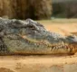 
                  Pastor é morto por crocodilo enquanto batizava fiéis