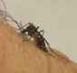 
                  Salvador tem risco de surto de doenças causadas pelo Aedes