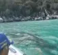 
                  Tubarão-baleia de 8 metros aparece próximo a barco de passeio