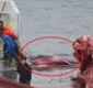 
                  Japão retomará caça comercial de baleias no ano que vem